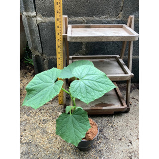 (ซืัอ 3 แถม+1กระถาง ) ต้นแตงกวาญี่ปุ่น กระถาง 4 นิ้ว ปลูกง่าย โตไวลูกดก🥒 4 inch Pot Cucumber Plant (buy3 get 1 free)