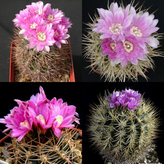 เมล็ดแคคตัส Gymnocalycium neuhuberi GN77 เมล็ดกระบองเพชร cactus seed