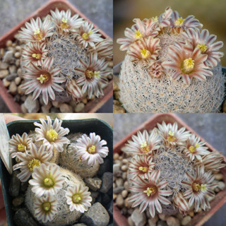 เมล็ดแคคตัส Mammillaria Lasiacantha(denudata) เมล็ดกระบองเพชร cactus seed