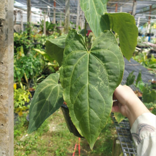 Anthurium Papillilaminum Hybrid ฟอร์มใบยาว หน้าวัวใบ ลูกผสม ต้นที่ 1