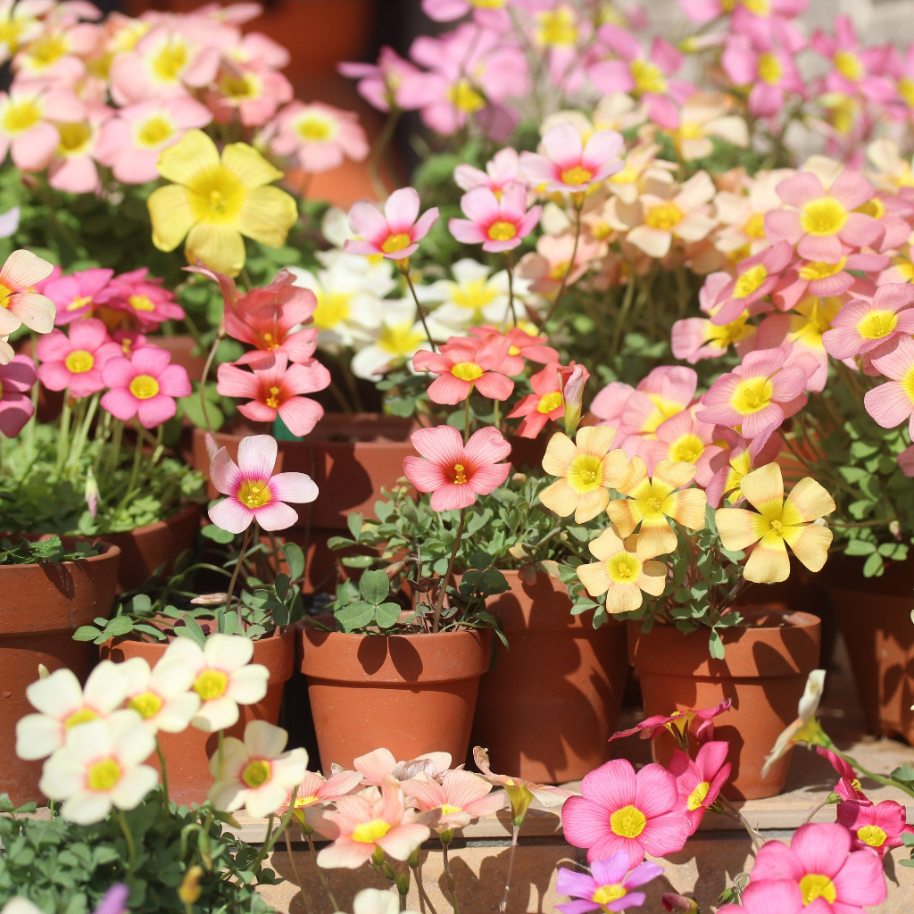 Oxalis Obtusa MIX อ็อกซาลิส โอเบซ่า รวมหลายสายพันธุ์ ชุด10หัวคละสายพันธุ์
