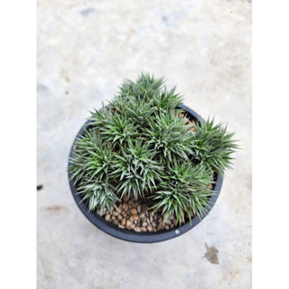 Deuterocohnia brevifolia สัปปะรดจิ๋ว