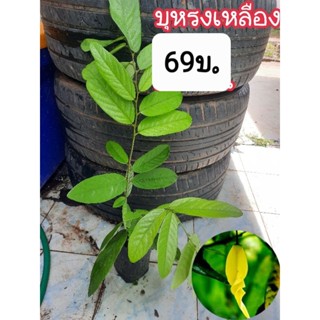 ต้นบุหรงเหลืองราคาพิเศษ 79 บาท