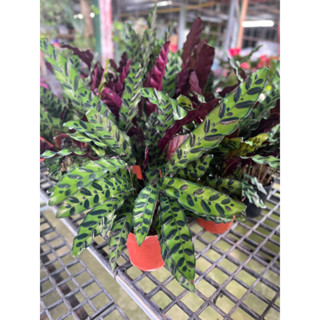 คล้ากาเหว่าลาย Calathea lancifolia Boom