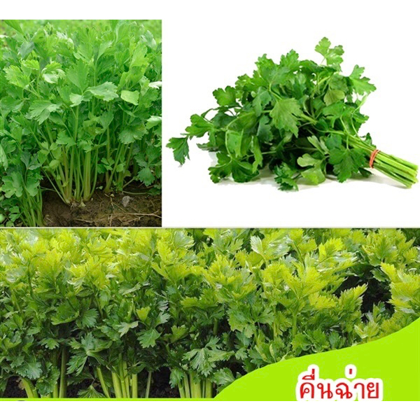 คื้นฉ่ายจันทร์วาด ตราศรแดง
