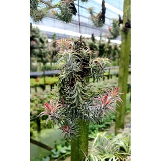 Tillandsia ionantha vanhyningii ติดตอแขวน