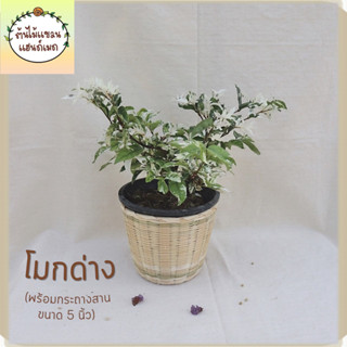 🎋โมกด่าง (Wrightia religiosa) พร้อมกระถางสานไม้ไผ่ ขนาด 5 นิ้ว ช่วยฟอกอากาศ และดักจับฝุ่น ชอบแดด