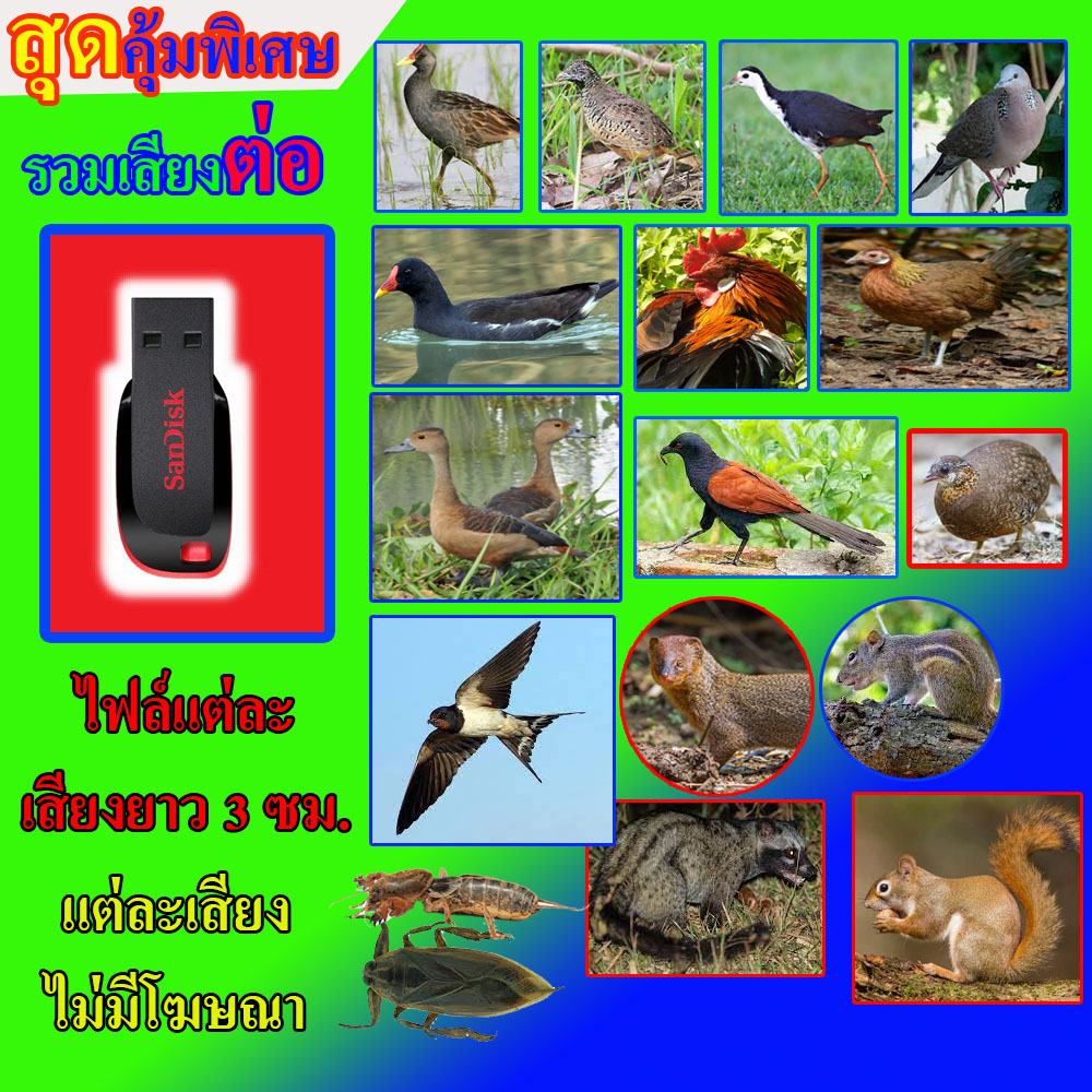 เสียงนก รวมเสียงสัวต์ต่อ 17 เสียงในแฟลไดร์ตัวเดียว แต่ละเสียงยาว 3 ซม ไม่มีโฆษณา คุ้มสุดคุ้ม อี่ลุ่ม กวัก คุ้มตามภาพครับ
