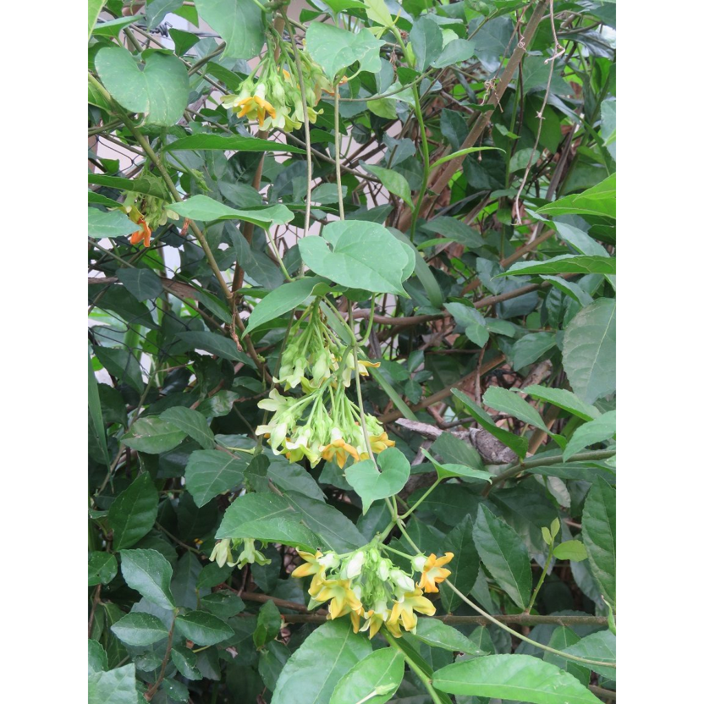 ต้นกล้าสลิด ขจร  ต้นกล้าละ 26   บาท ซื้อ 10แถม 2 กล้า - รูปที่ 2