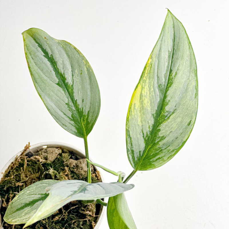 scindapsus officinalis silver variegated พลูช้างป่าด่างเหลือง ไม้หายาก ไม้สะสม