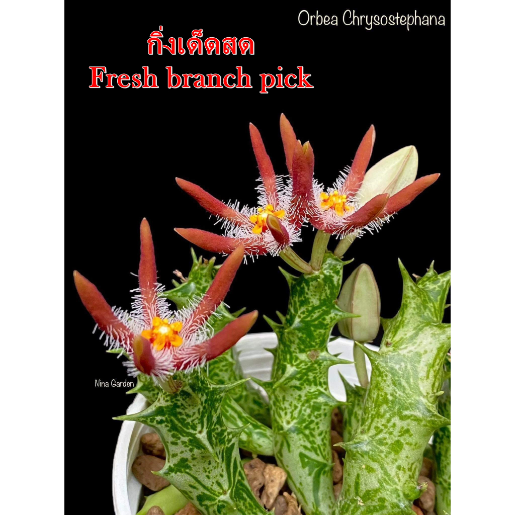 เก๋งจีน Orbea Chrysostephana *กิ่งเด็ดสด* แคคตัส ไม้อวบน้ำ Cactus and Succulent