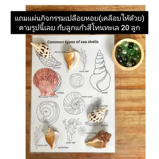 สุดยอดของเล่นปลายเปิด ชุดเปลือกหอยไซส์จัมโบ้ แพ็ค600g+แผ่นกิจกรรมจับคู่เปลือกหอยมอนเตสซอรี่ Montessori seashell activity