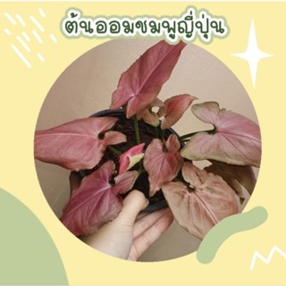 🇹🇭พร้อมส่ง ต้นออมชมพูญี่ปุ่น pink syngonium ไม้มงคล เงินไหลมาเทมา ต้นไม้ฟอกอากาศ