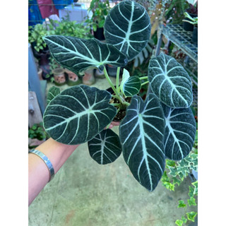 แบล็คเวลเวทนินจา (Alocasia reginula Black Velvet ‘Ninja’)