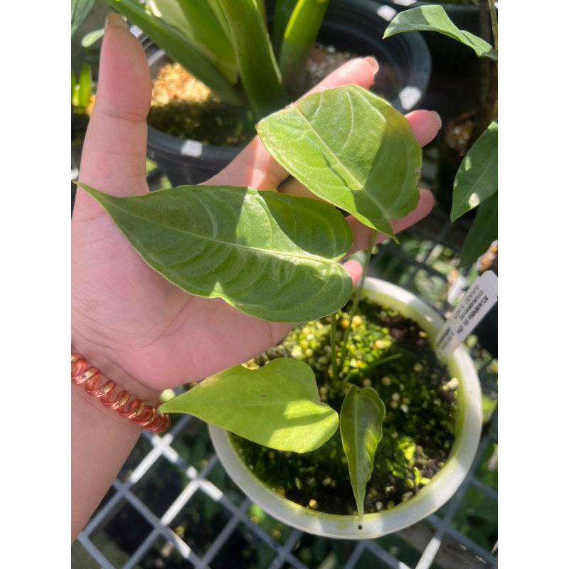 Anthurium king (คิง) สวยย