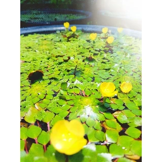 Yellow &กระจับดอกสีเหลืองพันธ์ดอกดก