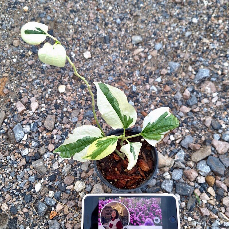 🪴ต้นชะพลูด่างขาว piper sarmentosum variegated ไม้ฟอกอากาศ. (ได้ต้นตรงปก)