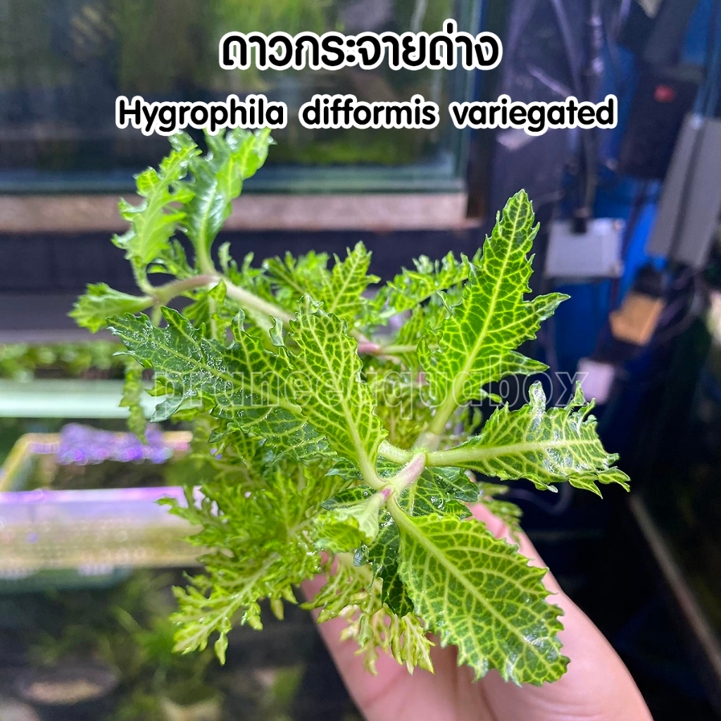 Hygrophila difformis variegated - ดาวกระจายด่าง หายาก ต้นไม้น้ำ ต้นไม้พร้อมปลูก ไม้น้ำ