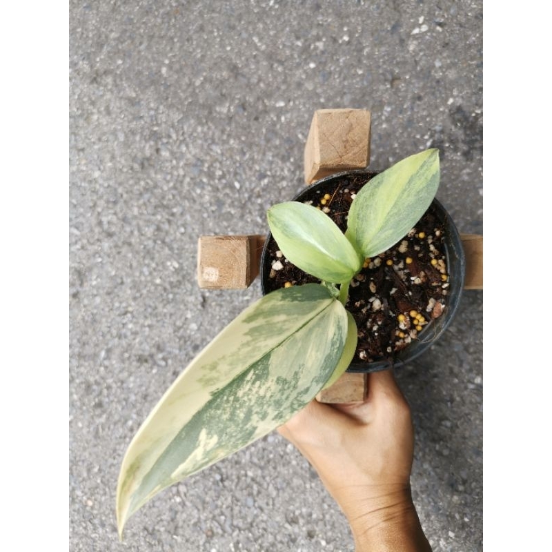 philodendron​ silver​ sword​ variegated​