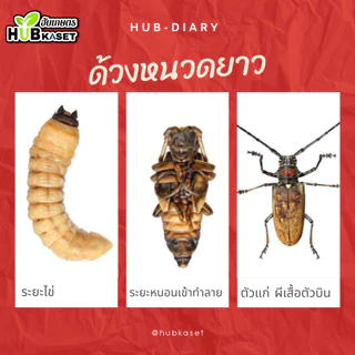 💥💥 สินค้ายกลัง 💥💥 ฟิโพรนิล ตราไก่ (ขวดเขียว) 1ลิตร*12ขวด (ฟิโพรนิล) ป้องกันและกำจัด หนอนใยผัก หนอนคืบกะหล่ำ ด้วงงวงเจาะส