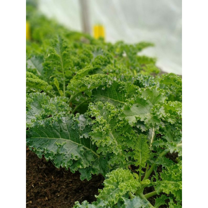 ผักเคลตัดสดปลูกดินแบบอินทรีย์ 100%ถุง500 กรัม