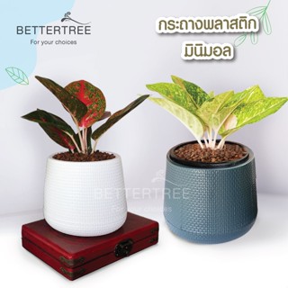 กระถางมินิมอล มีจานรองในตัว กระถางพลาสติก กระถาง plant pot