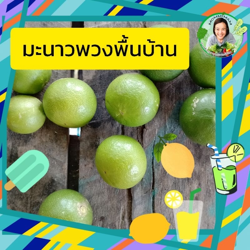 🌽🥕🌶️🍅🍠 ผักสดตามฤดูกาล 🥬🥒🥦🧅🍆