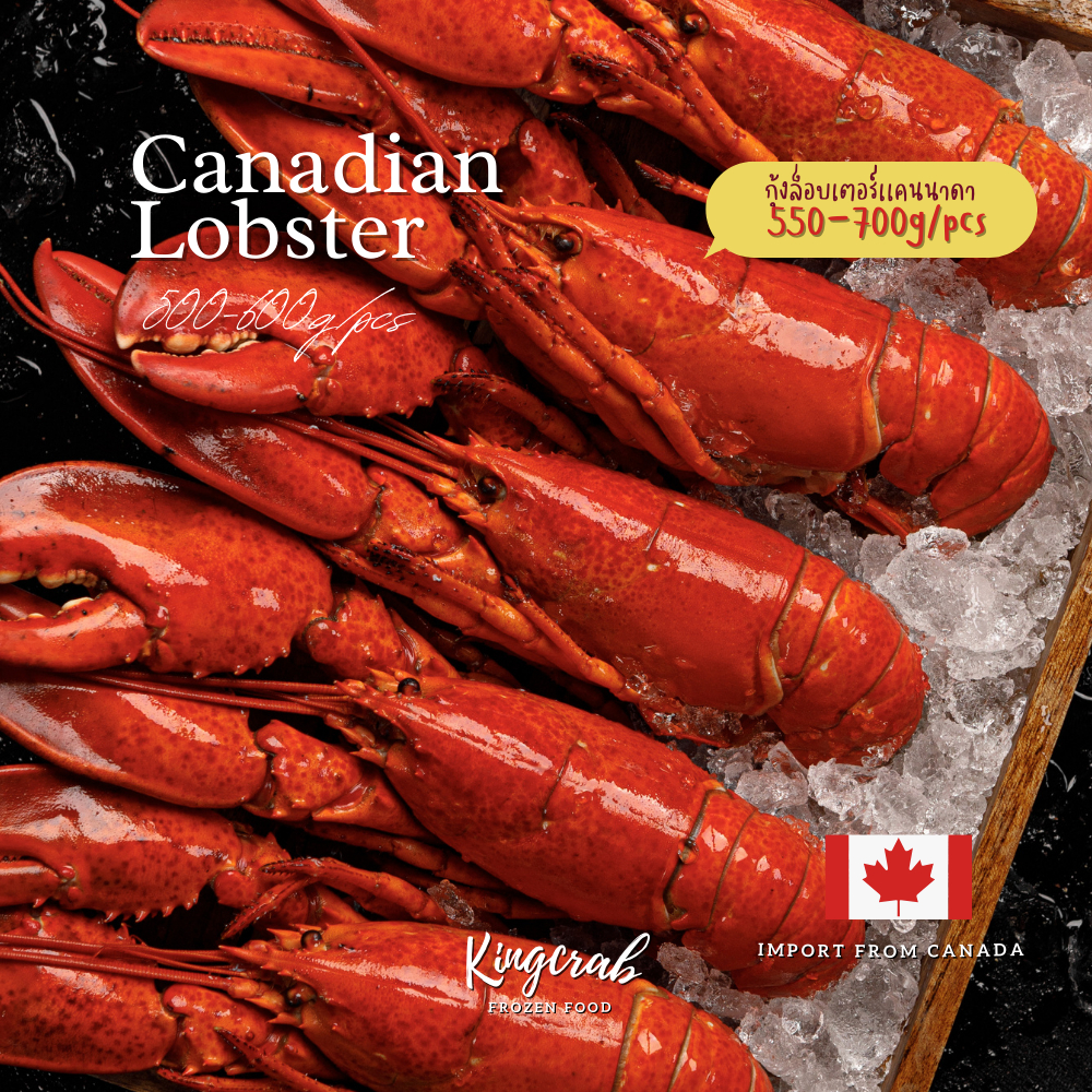 กุ้งล็อบสเตอร์เเคนนาดาต้มสุก CANADIAN LOBSTER 550-700G/Pcs