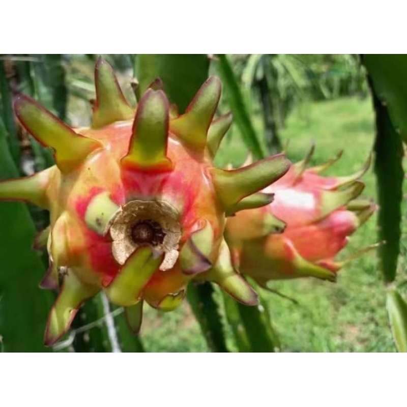 กิ่งพันธุ์แก้วมังกรเรนโบว์