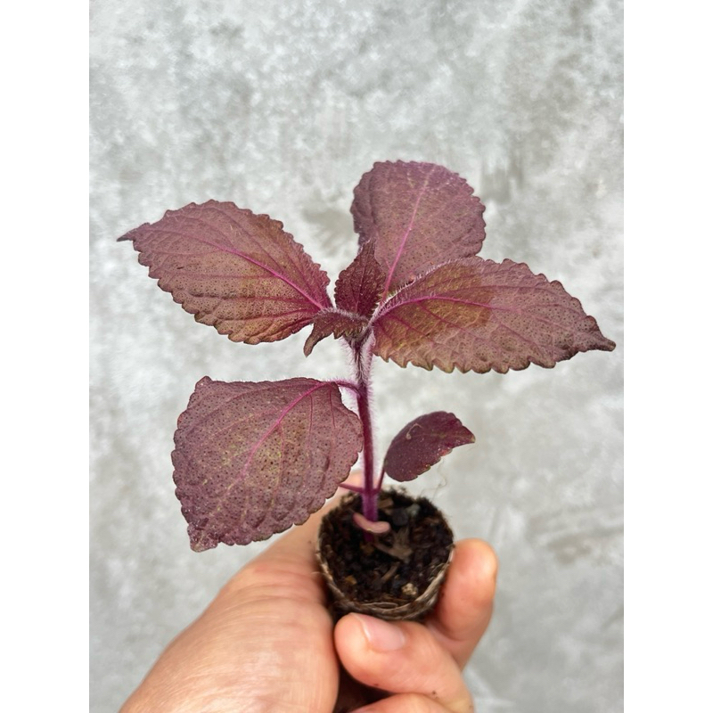 ต้นกล้า งาเกาหลี สีแดง ชิโสะ (กลิ่นงาเกาหลี) สั่งซื้อ 8 แถมฟรี 1 (ขั้นต่ำ 2 ต้น)