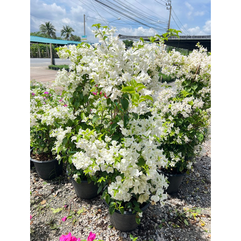 ต้นเฟื่องฟ้าสีขาว #sprayrosegarden ☀️ไม้แดด กระถาง11-15นิ้วสูง80cm-1เมตร 1ต้น1ออเดอร์มันหนักจ้า