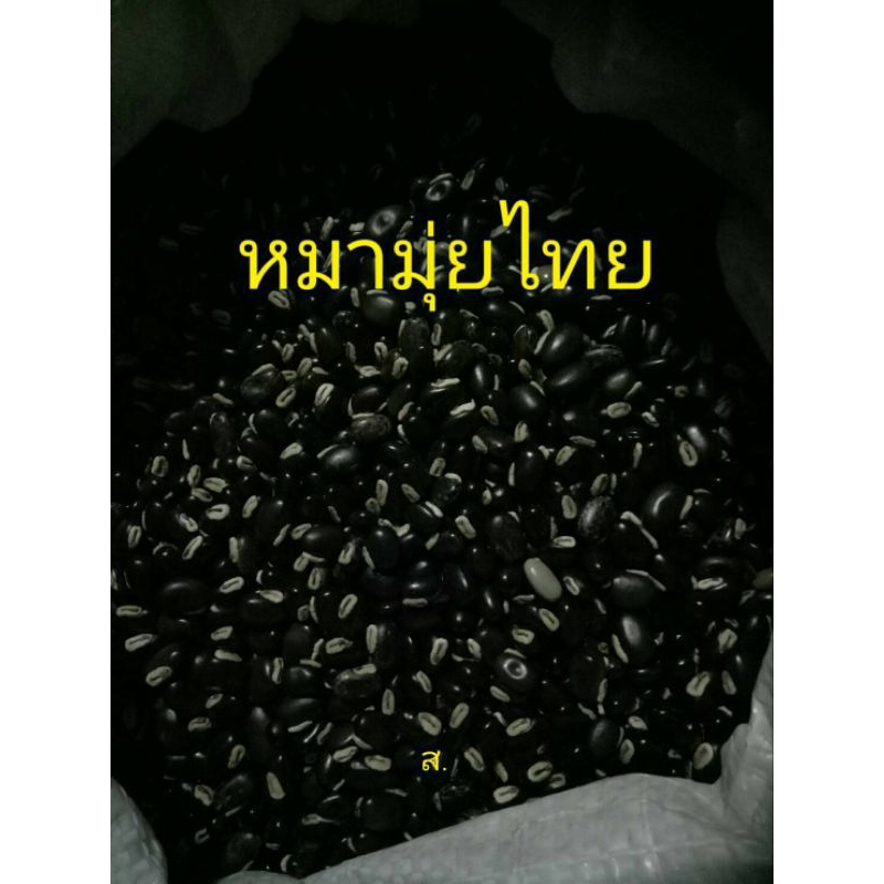 เมล็ดพันธุ์*หมามุ่ยไทย*คันมากสำหรับเพาะปลูก