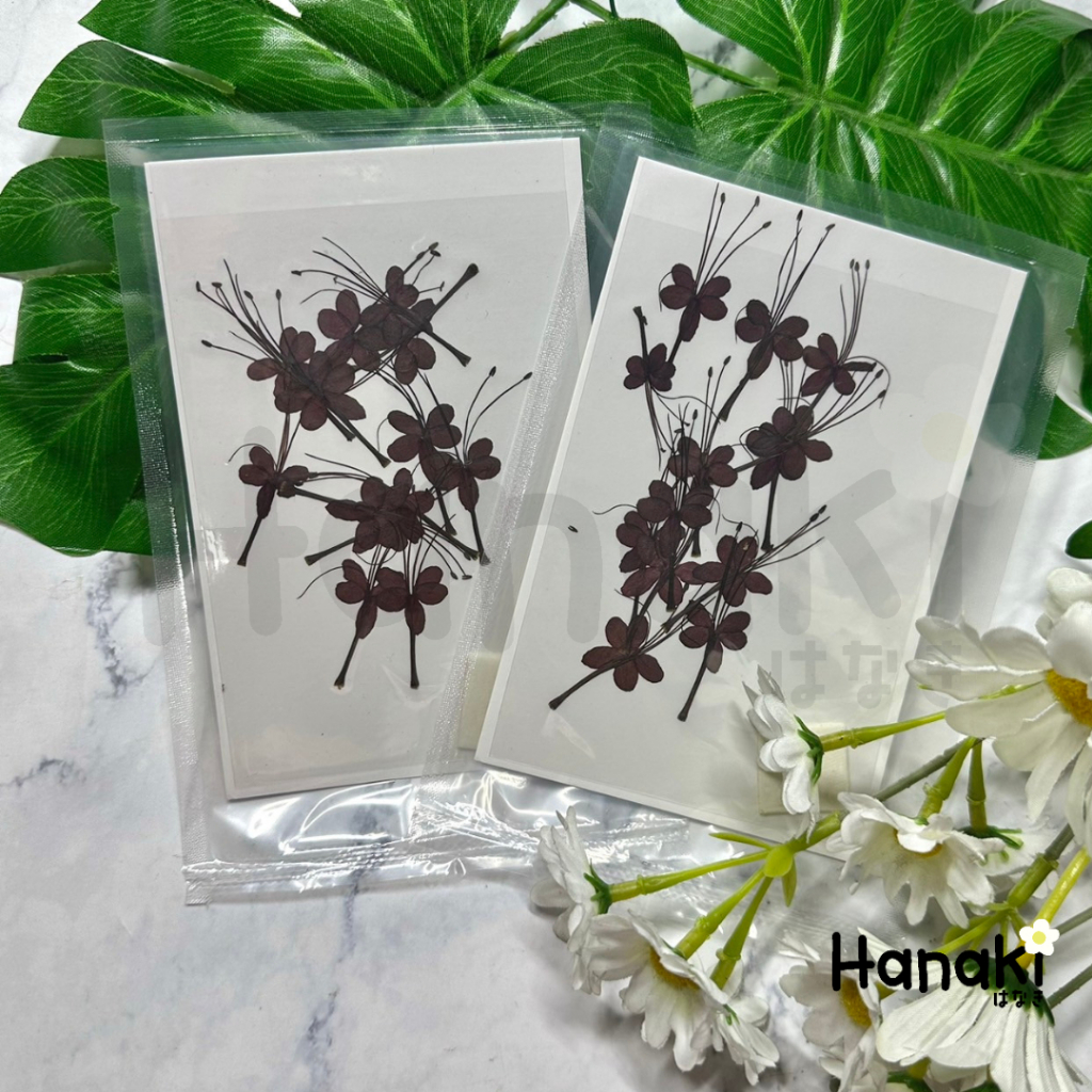 【พร้อมส่ง】ดอกผีเสื้อสีแดงเข้มทับ (Butterfly flower)ดอกไม้จริงทับแห้ง ดอกไม้ทับแห้ง Pressed Flowers