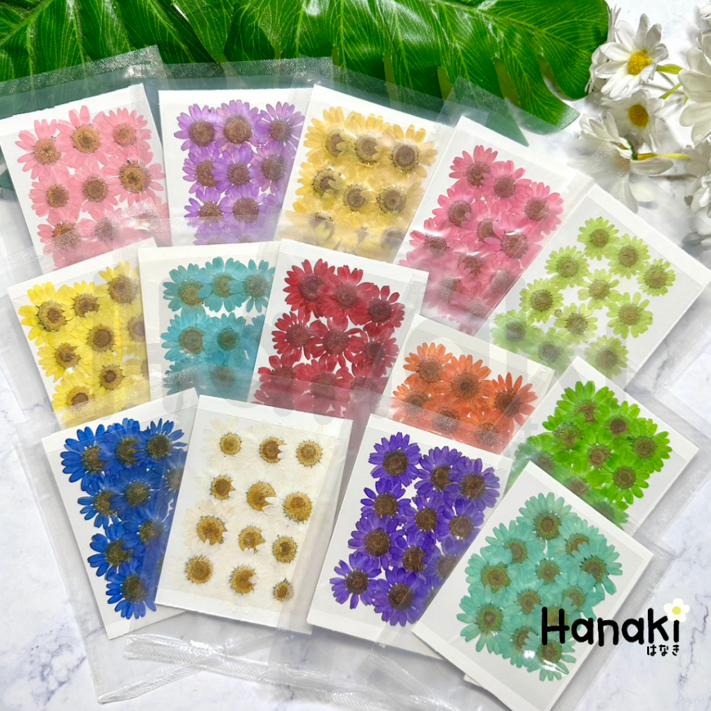【พร้อมส่ง】Daisy ขนาด2-3CM ดอกเดซี่ทับแห้ง ดอกไม้ทับแห้ง Pressed Flowers ราคา ถูกที่สุด ดีลบีเคเค แกลเลอรีภาพที่ 4