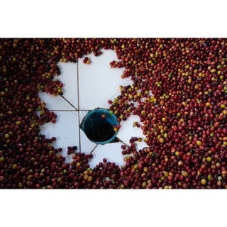 PK เมล็ดกาแฟคั่วเข้ม Blend Dark Roast อาราบิก้าผสมโรบัสต้าขนาด 500g. รสชาติเข้มคั่วใหม่ทุกวัน
