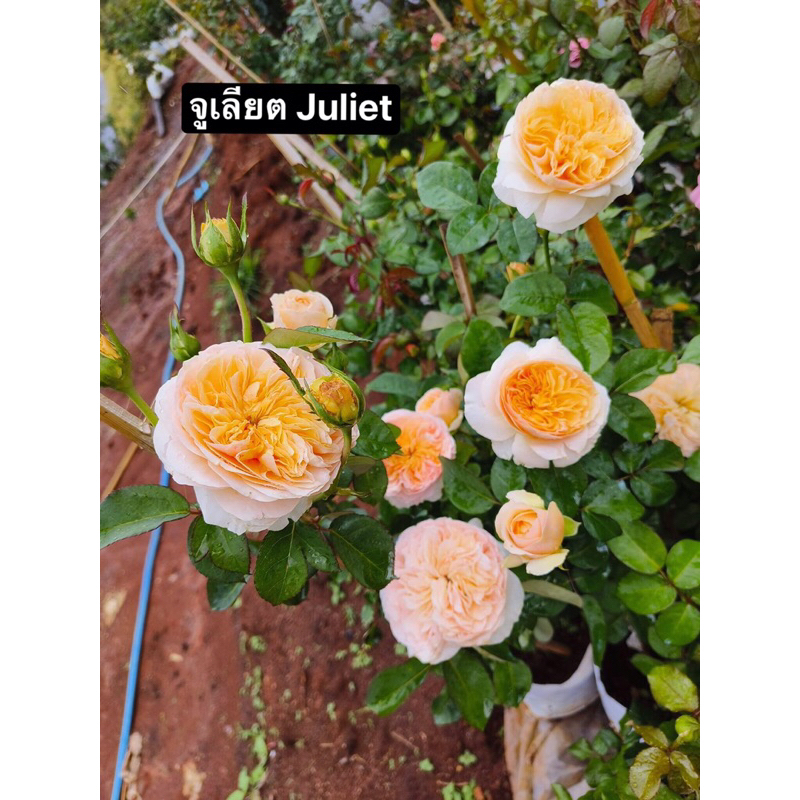 กุหลาบ - จูเลียต Juliet
