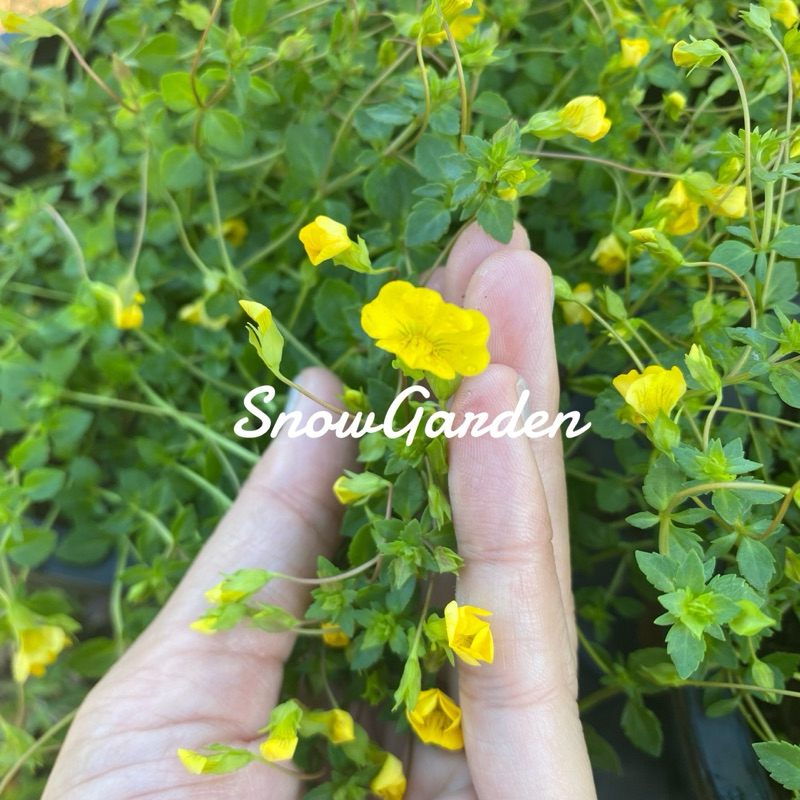 ต้นแมคคาโดเนีย (Mecardonia) 🌼 ดอกทานได้ พุ่มแน่น (ติดดอก) เลี้ยงง่าย กระถาง 8 นิ้ว
