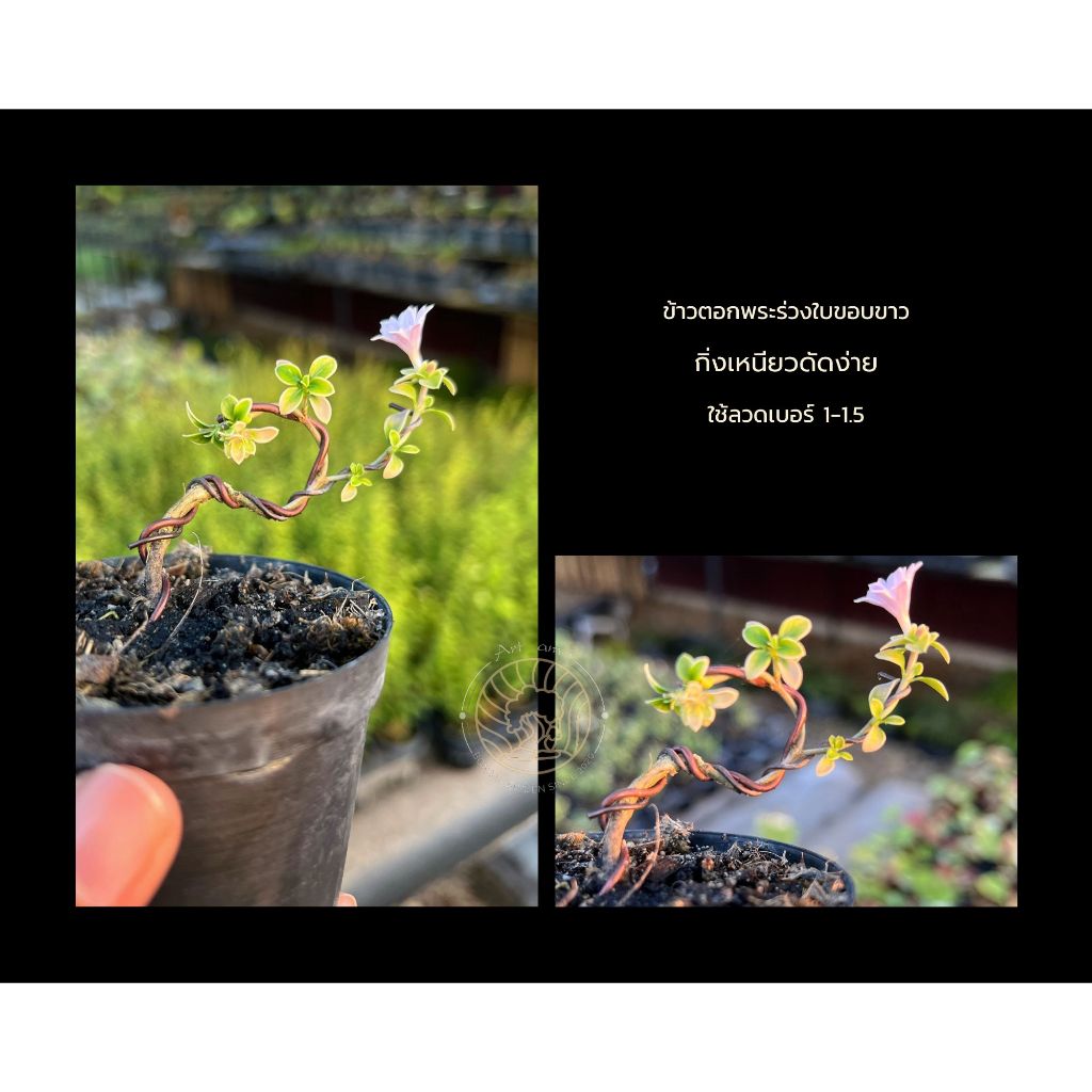 ข้าวตอกพระร่วงใบขอบขาว 🌸 [ Serissa foetida variegated.] บอนไซจิ๋ว ซากุระแคระ - รูปที่ 3