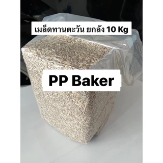 เมล็ดทานตะวันดิบ **12.5kg/ยกลัง** (Sunflower seed) ***ยกลัง***