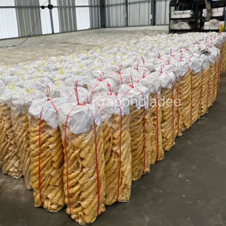 กระเพาะปลา🔻ขายส่ง‼️ ยกลูก 5กิโลกรัม ราคาส่ง‼️📌 กระเพาะปลามั้วเบาเข้ม กระเพาะปลามั้วเบาสีทอง หลอดใหญ่