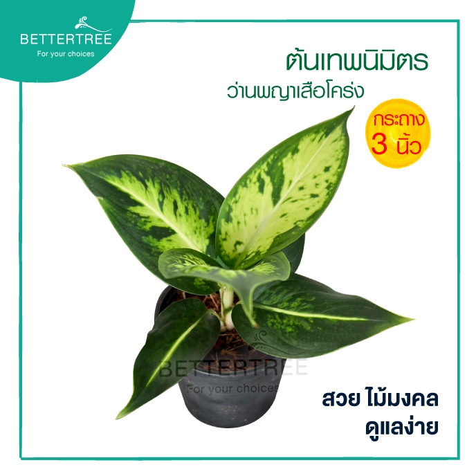 #กระถาง3นิ้ว #ดูแลต้นไม้ #รดน้ำวันละครั้ง #แสงแดดรำไร #ดินปลูก