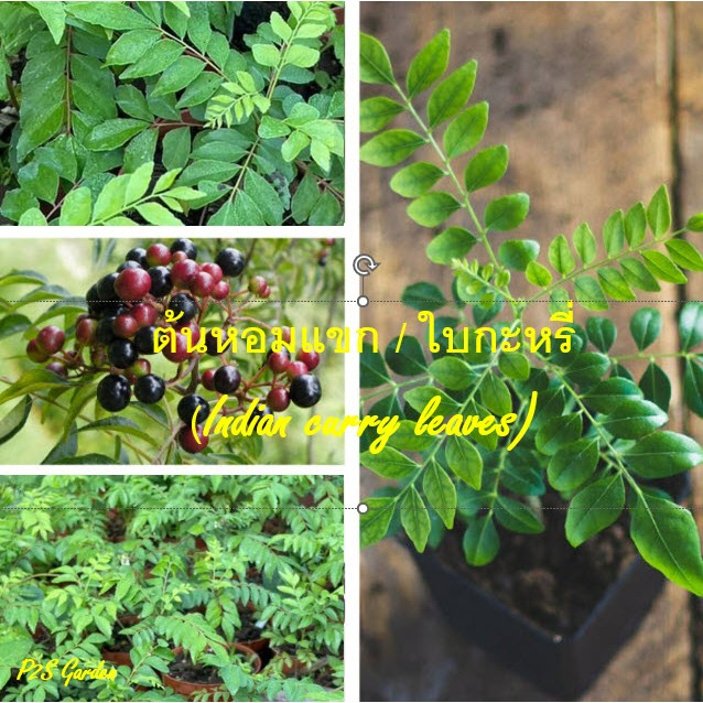 ต้น เคอรี่ลีฟ Indian curry leaves ใบกระหรี่ ใบหอมแขก ใบแกง ต้นเพาะเมล็ดในไทย