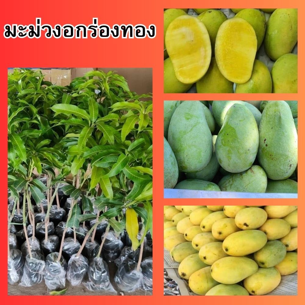 (2ต้น)🍋🌱มะม่วงอกร่องทอง ต้นเสียบยอด ความสูง 45-50 ซม.🎄 ปลูกง่าย