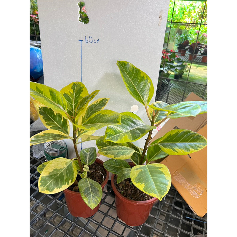 กร่างด่างเหลืองFicus Altissima ‘Yellow Gem’) กระถาง5-7นิ้ว30-60cm
