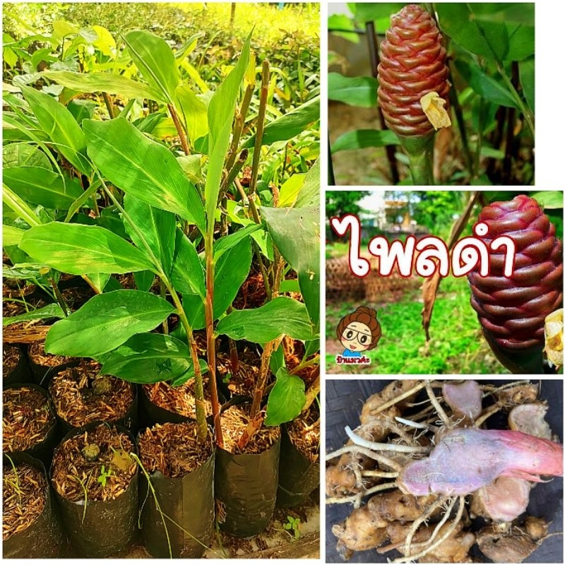 ต้นว่านไพลดำ สมุนไพรพื้นบ้านเป็นยาอายุวัฒนะบำรุงร่างกายต้นเเข็งเเรงพร้อมปลูก สินค้าเสียหายยินดีเคลมฟรี