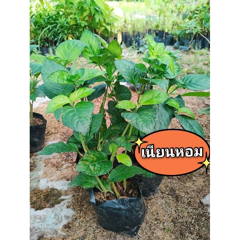 เนียมหอม หรืออ้มหอม ความหอมล้ำลึก สมุนไพรโบราณน่าอนุรักษ์ ต้นเเข็งเเรงพร้อมปลูก สินค้าเสียหายยินดีเคลมฟรี