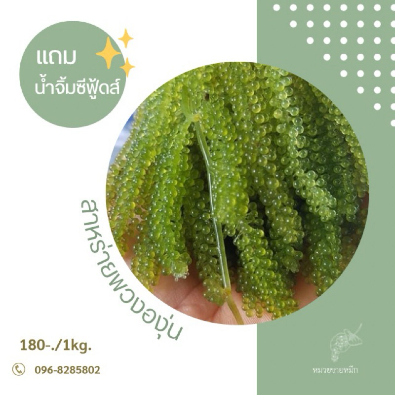 ส่งไว🍇สาหร่ายพวงองุ่น น้ำหนัก 1 กิโลกรัม🍇 พร้อมน้ำจิ้มซีฟู้ดส์🔥🔥