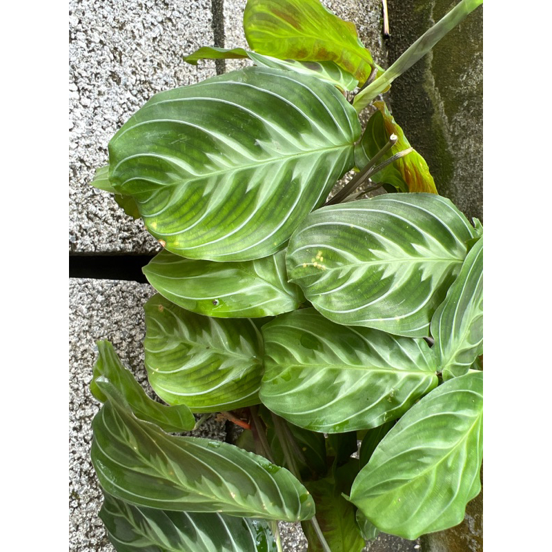 คล้ามารันต้าโนไอดี Maranta Noid กระถาง4นิ้ว กอใหญ่