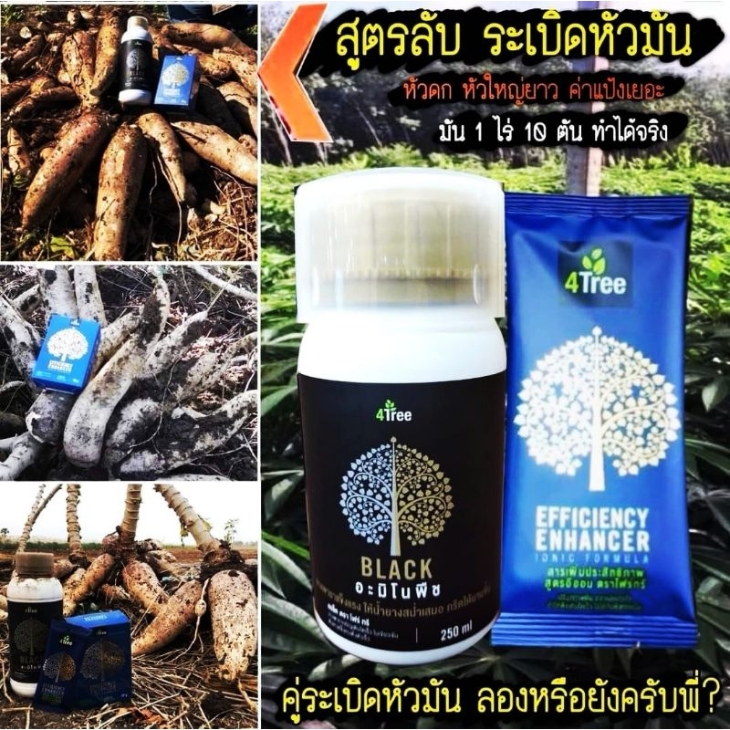 4Tree โฟร์ทรี + Amino Black อะมิโนแบล็ค สูตร​ระเบิดหัวมัน เร่งราก เพิ่มน้ำหนัก​ สร้าง​แป้ง​