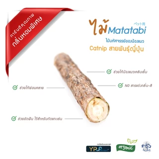 ไม้ขัดฟันแมว Matatabi ( ของใหม่- กลิ่นแรง ) ไม้มาทาทาบิ มาทาบิ สำหรับแมว แคทนิปญี่ปุ่น